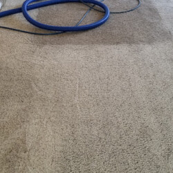 A vacuum hose is lying on carpet, showing a clear difference between cleaned and uncleaned areas.