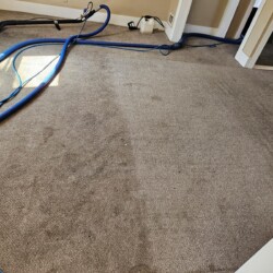 A carpet cleaning machine and blue hoses are on a partially cleaned carpet in a room with beige walls.